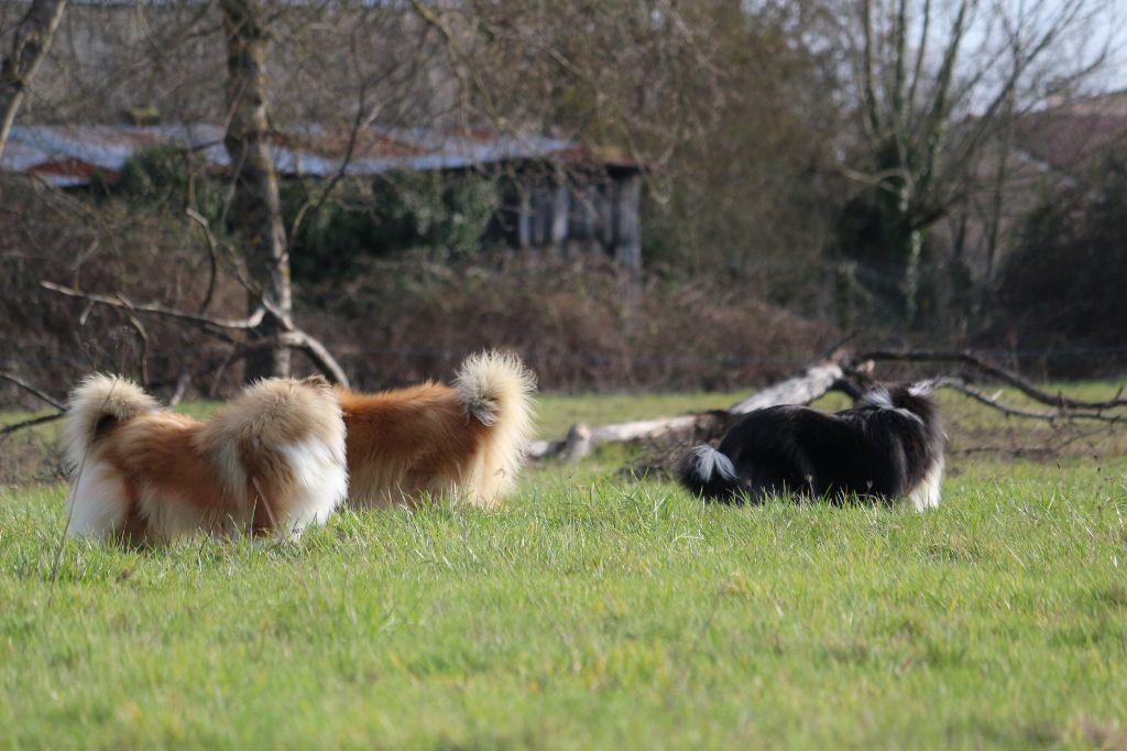 LES BALLADES